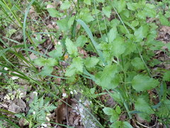 Veronica peduncularis