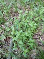 Veronica peduncularis