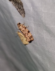 Phaecasiophora niveiguttana