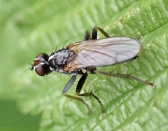 Cordilura