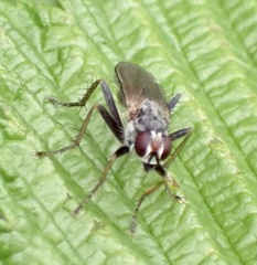 Cordilura