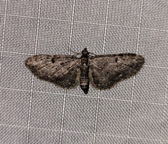Eupithecia lariciata