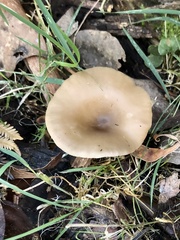 Singerocybe clitocyboides