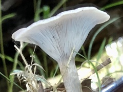 Singerocybe clitocyboides