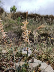 Dipcadi serotinum serotinum