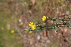 Blackstonia perfoliata