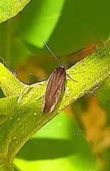 Schreckensteinioidea