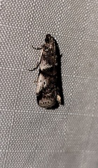 Acrobasis vaccinii