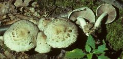 Psathyrella cotonea image