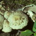 Psathyrella cotonea - Photo (c) mycowalt, algunos derechos reservados (CC BY-SA), uploaded by mycowalt