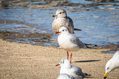 Chroicocephalus ridibundus