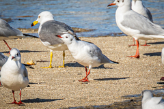 Chroicocephalus ridibundus