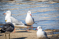Chroicocephalus ridibundus