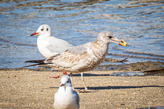 Laridae