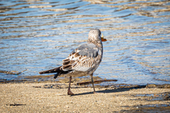 Laridae