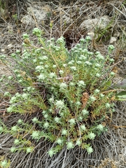 Teucrium polium