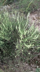 Sideritis tragoriganum