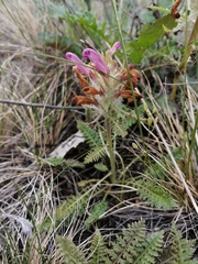 Pedicularis dasystachys