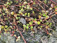 Gonocarpus micranthus micranthus