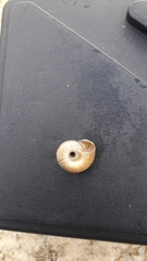 Helicella itala