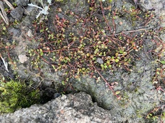 Gonocarpus micranthus micranthus