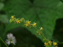 Triumfetta pentandra
