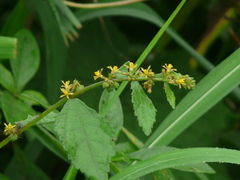 Triumfetta pentandra