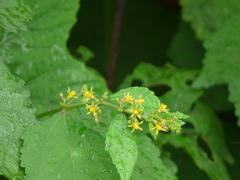 Triumfetta pentandra