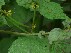 Triumfetta pentandra