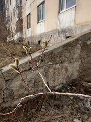 Salix schwerinii