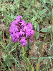 Anacamptis pyramidalis pyramidalis