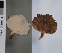 Polyporus nigrocristatus