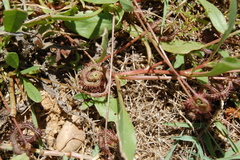 Scorpiurus muricatus