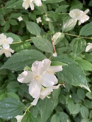 Philadelphus coronarius