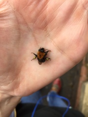 Bombus hypnorum