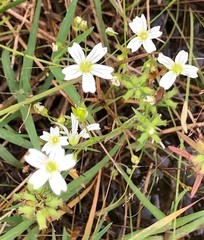 Cerastium nutans