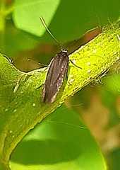 Schreckensteinioidea