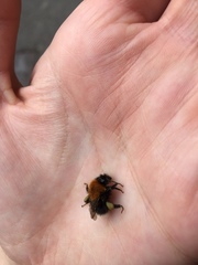 Bombus hypnorum