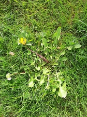 Taraxacum marklundii
