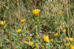Scolymus