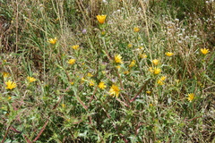 Scolymus maculatus