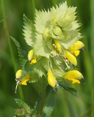 Rhinanthus freynii