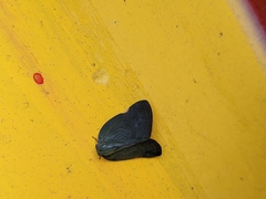 Ricania sublimata