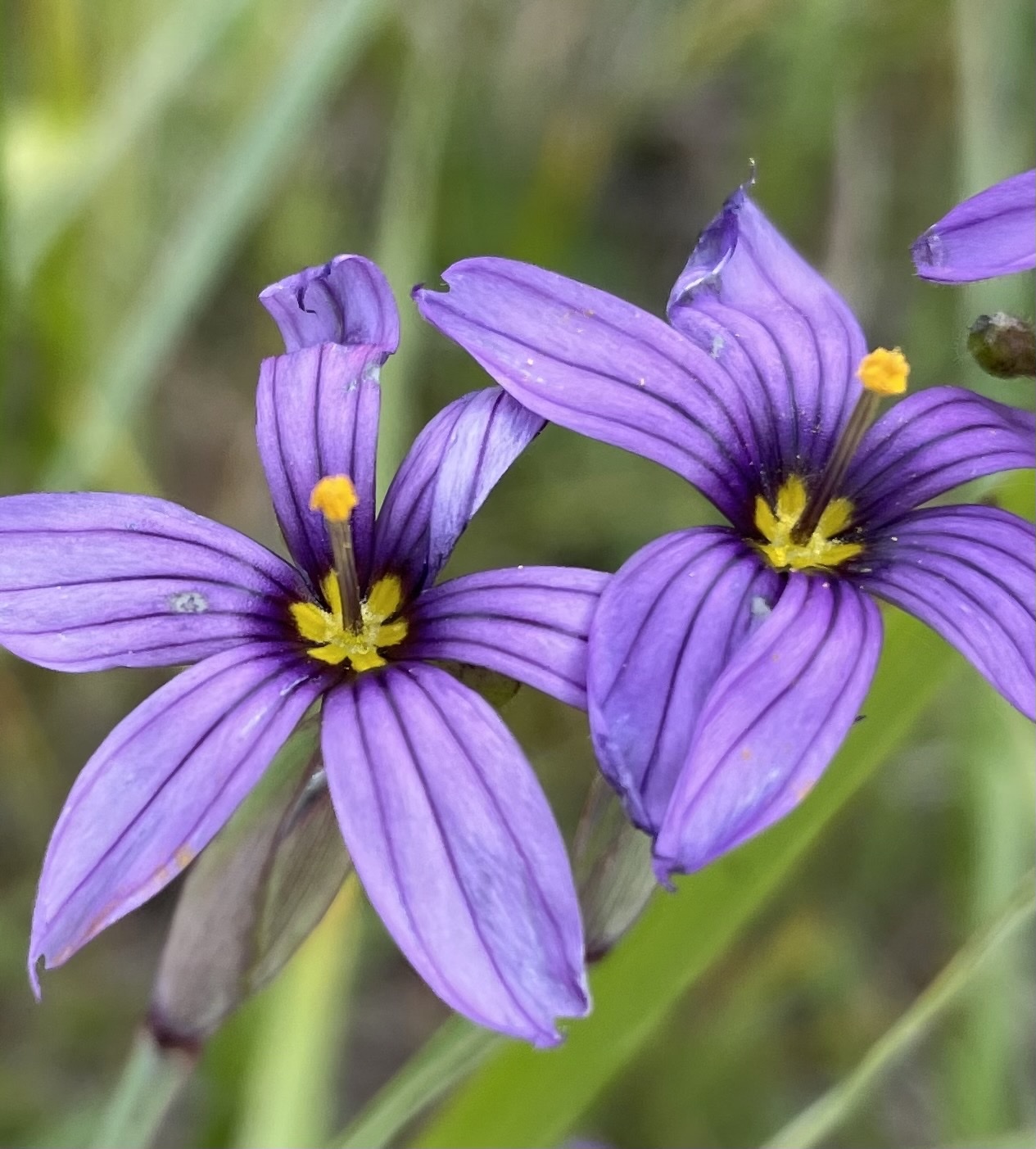 Sisyrinchium idahoense