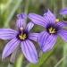 Idaho Blue-eyed Grass - Photo (c) Emily Scherer, some rights reserved (CC BY-NC), uploaded by Emily Scherer