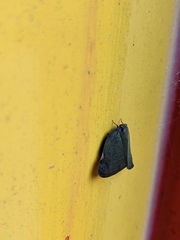 Ricania sublimata