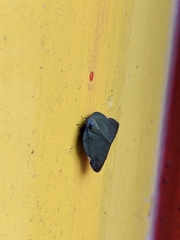 Ricania sublimata