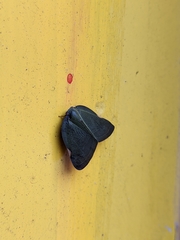 Ricania sublimata