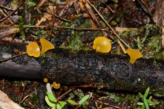 Heterotextus miltinus