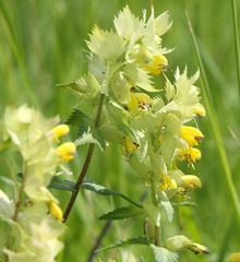 Rhinanthus freynii